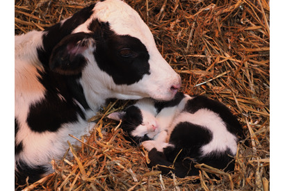 子ウシと一緒にお昼寝も…牧場のネコ写真到着『劇場版 岩合光昭の世界ネコ歩き』最新作 画像