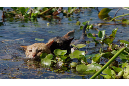 ネコの家族が見事な泳ぎっぷり披露！『劇場版 岩合光昭の世界ネコ歩き』本編映像 画像