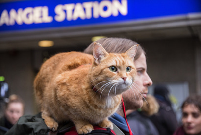 ボブ＆ジェームズが大ピンチ!?『ボブという名の猫２』予告映像＆新場面写真 画像