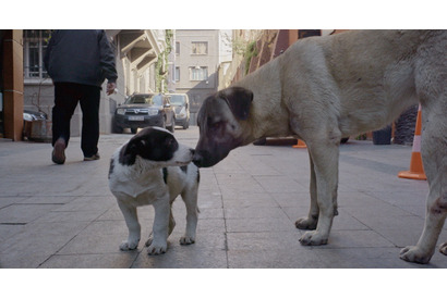 街に溶け込み、自由に駆け回る犬たち『ストレイ 犬が見た世界』本編冒頭映像 画像