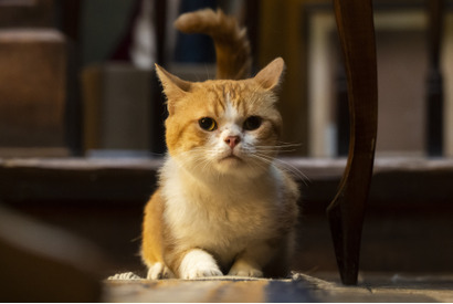 実写『耳をすませば』雫と地球屋をつなぐ“猫のムーン”の場面写真公開 画像