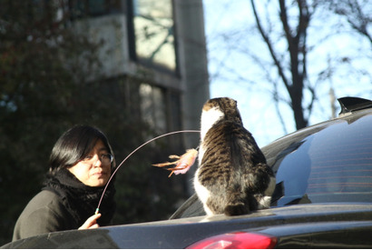 『猫たちのアパートメント』監督からメッセージ「不幸な存在としては描きません」 画像