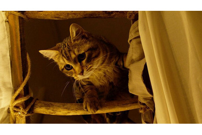 主人公の悲しみに寄り添う…キジトラ猫の“演技”とらえた『ルー、パリで生まれた猫』本編映像 画像