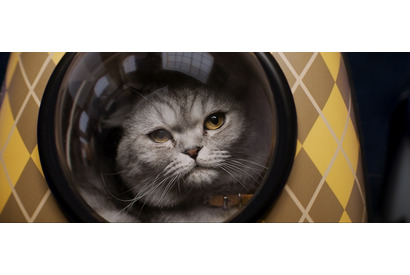 マシュー・ヴォーン監督の愛猫が重要キャラに『ARGYLLE』豪華俳優陣もメロメロ 画像