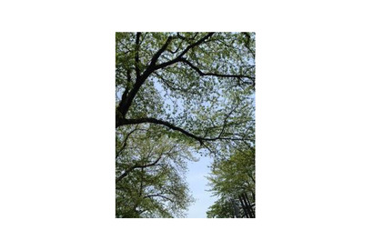 【雅子ブログ】カンヌ2013ラインナップが発表 画像