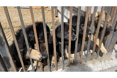『犬と戦争　ウクライナで私が見たこと』山田あかね監督が明かす“悲劇”の特別映像 画像