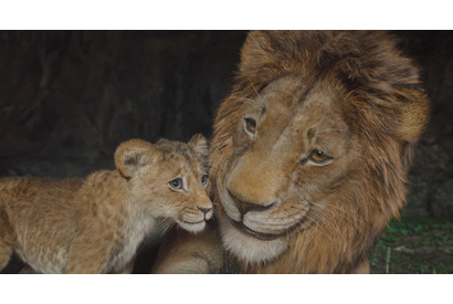 『ライオン・キング：ムファサ』冒頭8分が公開　デジタル配信開始 画像