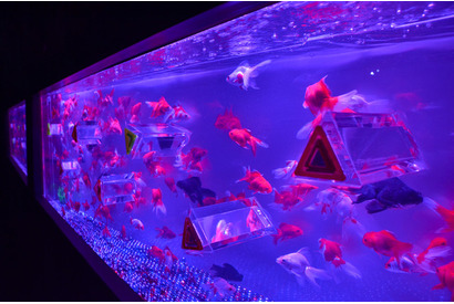 金魚が映す“夏の涼”　「アートアクアリウム2013」開催 画像