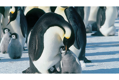 2005年、夏のおすすめはこの映画！ vol.1　思わずほろり。生物学者の愛を感じるネイチャー系ドキュメンタリー 画像