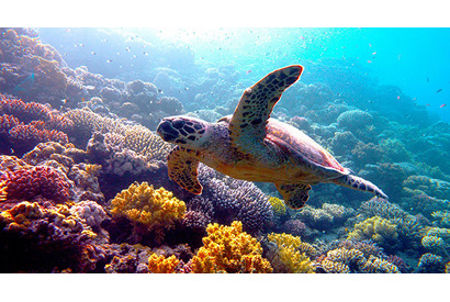 【ご招待】滝川クリステル登壇！『ネイチャー』世界最速3D試写会に10組20名様 画像