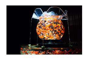 約5,000匹の金魚が織りなす幻想的なアートアクアリウム、今年も日本橋にて開催 画像
