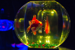 日本橋アートアクアリウムが今年もスタート！　江戸の涼、金魚を五感で楽しむ 画像