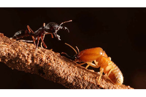 「エイリアンチックな映像が撮れて良かった」『バグズ・ワールド』カルデロン監督 画像