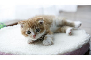 雨の日だからこそ観たい映画vol.3　かわいさに、思わず顔がほころぶ『ネコナデ』 画像