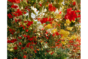 原宿・表参道・青山がアートで盛り上がる「青参道アートフェア」、今年は“写真”にフォーカス 画像