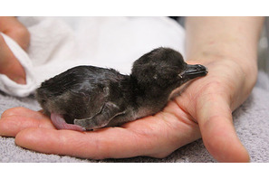 「すみだ水族館」でペンギンの赤ちゃんが誕生！ 期間限定展示が実施 画像