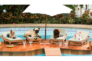 【G.W.は何を観る？】単なる犬ドラマと侮るなかれ『ビバリーヒルズ・チワワ』 画像