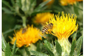 ミツバチの里づくりイベント開催！ハチミツのテイスティングも 画像
