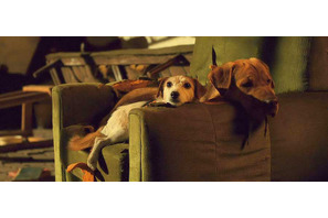 カンヌを魅了した名優わんこ、仲良しバディな2ショット！『ホワイト・ゴッド』 画像