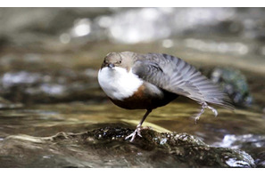 決め手は“ノリ”!?　野鳥の“求愛ダンス”にキュン！『シーズンズ』本編映像解禁 画像