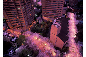 “全長約1kmの桜トンネル”でライトアップ！「赤坂アークヒルズ」開業30周年記念 画像