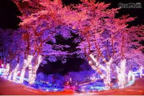 都心から1時間の荘厳“夜桜”体験！「さがみ湖夜桜イルミネーション」 画像