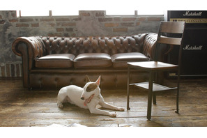 水嶋ヒロ＆佐藤健がギターをかき鳴らし向井理は半裸金髪でベース！　『BECK』最新映像 画像