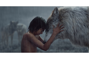【特別映像】母オオカミに泣かされる…『ジャングル・ブック』イチ推しの感動シーン 画像