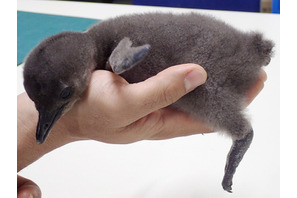 酉年にめでたい！ケープペンギンの赤ちゃんが2羽誕生「サンシャイン水族館」 画像