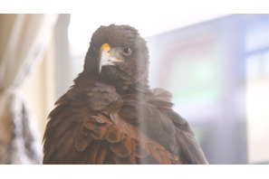 SNSで話題！ 鷹と出会える“世界初”の猛禽類カフェ「鷹匠茶屋」 画像
