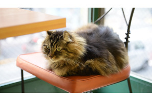 猫好き必見！ 美猫一家が店番をつとめる紅茶専門店「ディー・カッツェ」 画像