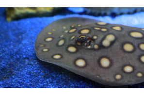 「もうどく展2」毒毒いきもの図鑑 気になるアノ子の毒レベルは？ 画像