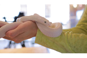 まさに動物カフェの究極版！ スネークカフェがブームになりそうな予感 画像