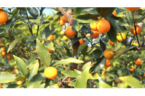 アレンジ自在！ ビタミンたっぷりの天然サプリ・完熟キンカン「たまたま」 画像