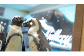 都内にここだけ！池袋「ペンギンのいるBAR」で美味しいお酒を飲みながら癒される 画像