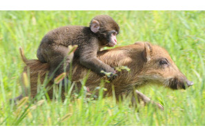 人気者のウリ坊＆子猿のみわちゃんが“鬼”から逃走！『リアル鬼ごっこ2』CMに出演 画像