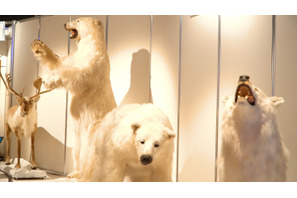 この夏は東京の“南極・北極”でヒンヤリ体験!? 「南極・北極展」 画像
