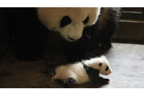 パンダの悩みに多くの母親が共感！『51（ウーイー）』親子試写会アンケート発表 画像