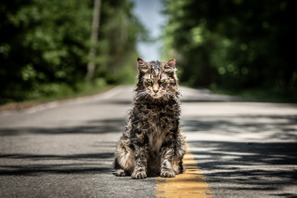 ジェイソン・クラークの視線の先には…『ペット・セメタリー』猫が豹変する本編映像 画像