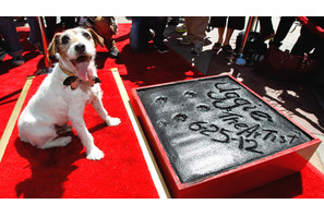 『アーティスト』の名犬・アギー、チャイニーズ・シアターに足型を残す史上初の快挙！ 画像