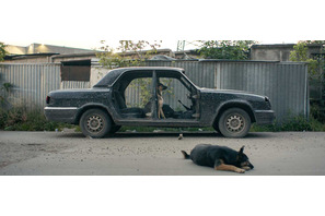 “宇宙飛行犬”の理不尽さを地上の犬たちから問うドキュメンタリー『犬は歌わない』日本公開 画像