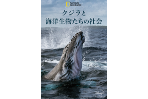 人間と変わらぬ家族愛も…海洋ドキュメンタリー「クジラと海洋生物の社会」日本版予告編 画像