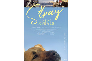 ほぼ犬目線のドキュメンタリー『ストレイ 犬が見た世界』公開決定＆ポスタービジュアル解禁 画像