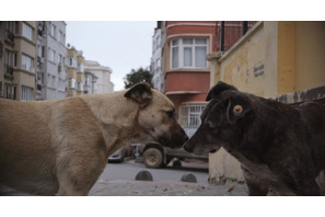 【当選者のみ入室可能】『ストレイ 犬が見た世界』シネマカフェオンライン試写室 画像