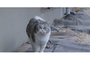 個性豊かな猫たち捉える『猫たちのアパートメント』場面写真 公開日は12月23日に 画像