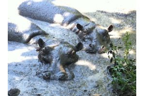 【MOVIEブログ】上映・動物園・JKT！ 画像