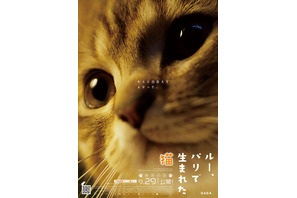 猫好き俳優・田中要次がナレーション『ルー、パリで生まれた猫』予告編2種類＆猫チラシ解禁 画像