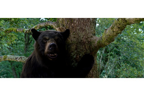 『コカイン・ベア』ハイになった森のクマさんだらけの場面カット一挙解禁 画像