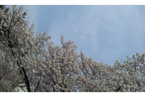 【MOVIEブログ】桜舞う人事異動 画像