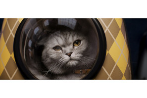マシュー・ヴォーン監督の愛猫が重要キャラに『ARGYLLE』豪華俳優陣もメロメロ 画像